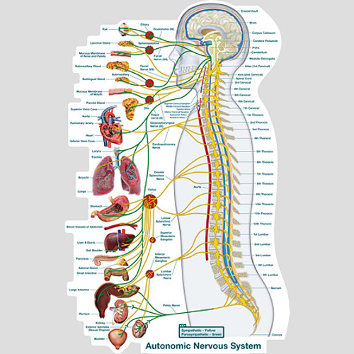 Autonomic Nervous System-Vinyl Adhesive Autonomic Nervous System-Vinyl Adhesive