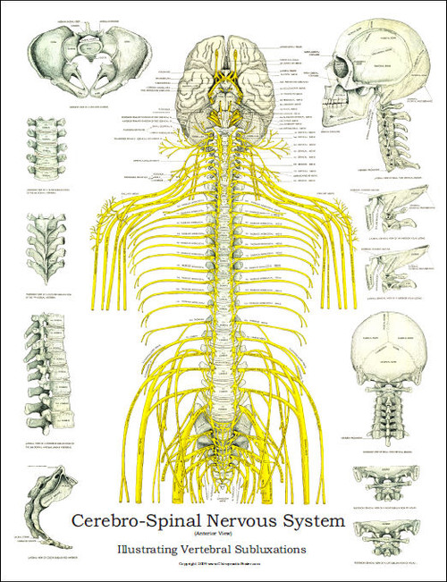 Spinal Nerves and Subluxation Poster Spinal Nerves and Subluxation Poster
