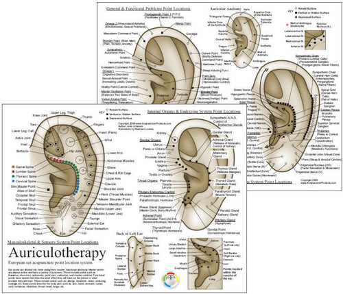 European Auriculotherapy Chart European Auriculotherapy Chart