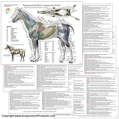 Horse Acupuncture chart