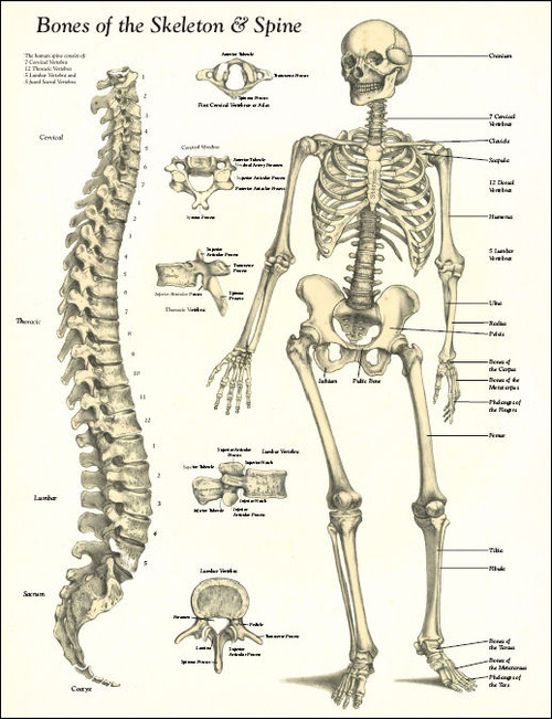 Bones of the Skeleton and Spine Poster Bones of the Skeleton and Spine Poster