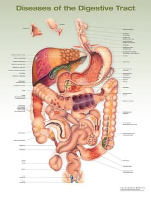 Digestive Process Poster - Clinical Charts and Supplies