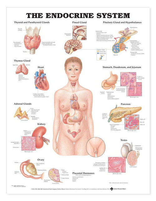 Endocrine System Anatomical Chart