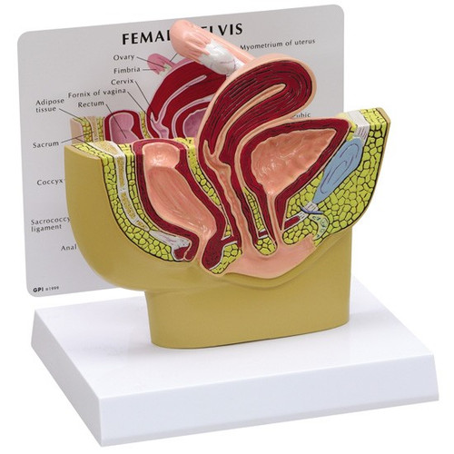 Body Model for Male Pelvic Cavity, Anatomical Model, Shooter, Anatomy, PVC,  Anatomical Model for Medical Training Aid : : Industrial &  Scientific