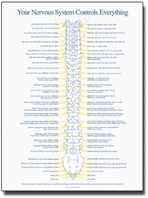Your Nervous System Chiropractic Poster Your Nervous System Chiropractic Poster
