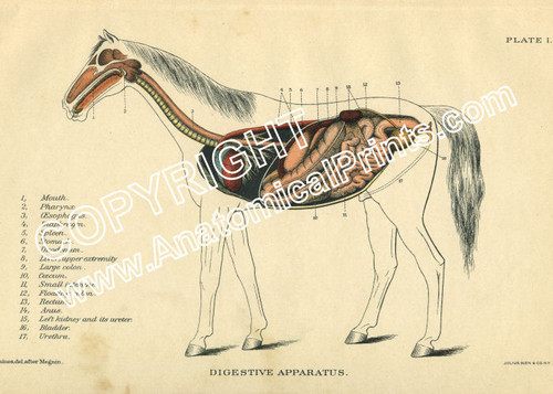 Digestive system of a horse. Digestive system of a horse.