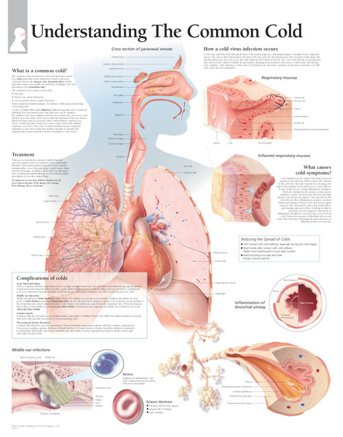 Common Cold and Flu Poster