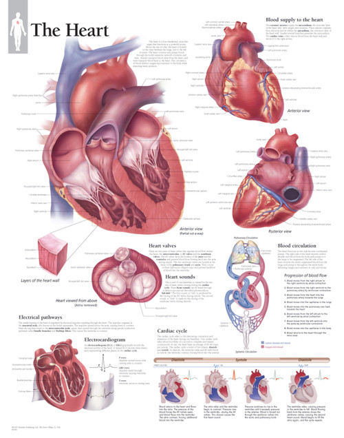 The Heart Poster
