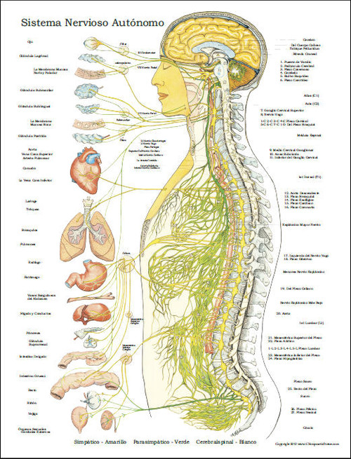 Autonomic Nervous System in Spanish