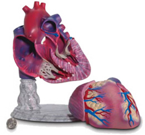 Heart Model-Giant Size Heart Model-Giant Size