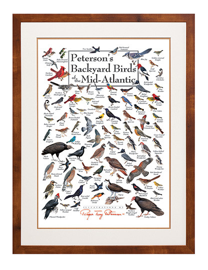 Peterson's Backyard Birds of the Mid-Atlantic Poster - Clinical