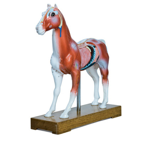 Equine Acupuncture Model