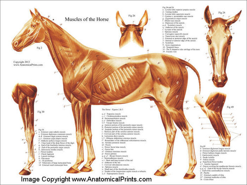Equine Muscle Chart Equine Muscle Chart