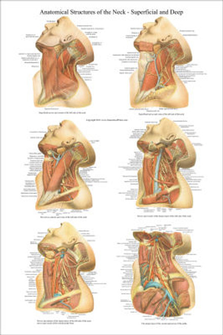 Neck Anatomy Poster