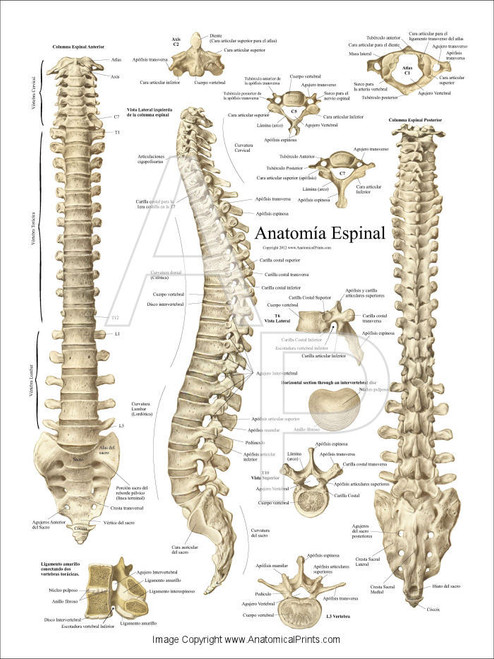 Spinal Anatomy Spanish Poster Spinal Anatomy Spanish Poster