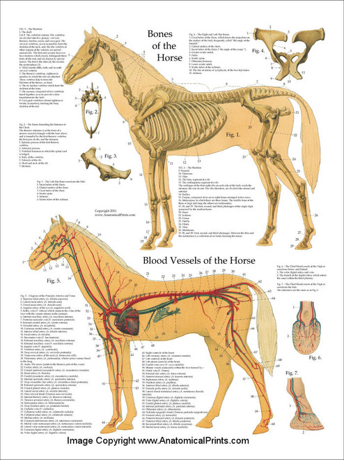 Equine Skeletal and Vascular System Poster Equine Skeletal and Vascular System Poster