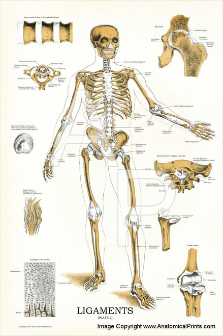 Joints and Ligaments Chart Joints and Ligaments Chart