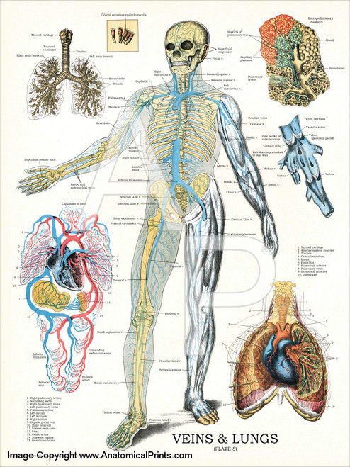 Veins and Lungs Poster Veins and Lungs Poster