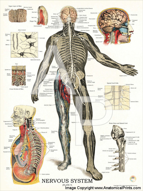 Nervous System Poster Nervous System Poster