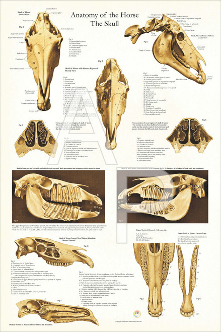Equine Skull Anatomy Poster Equine Skull Anatomy Poster