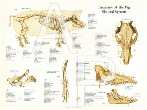 Porcine Skeletal Anatomy Poster Porcine Skeletal Anatomy Poster