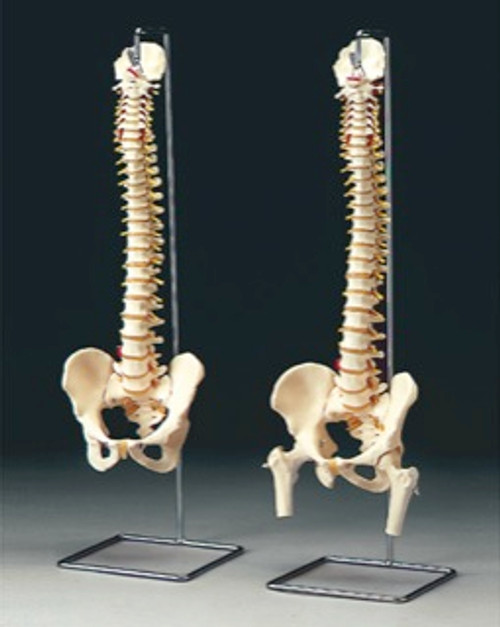 Male Vertebral Column Model Male Vertebral Column Model