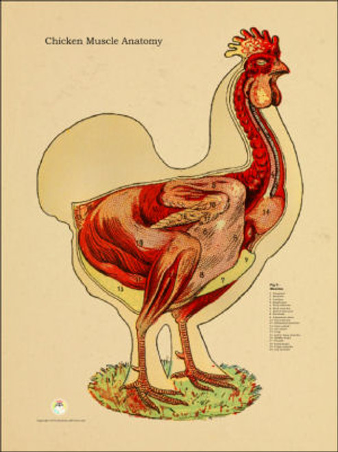 Chicken, Standing Muscular System Poster Chicken, Standing Muscular System Poster