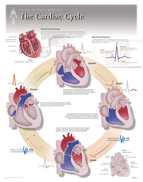 Cardiac Cycle Poster Cardiac Cycle Poster