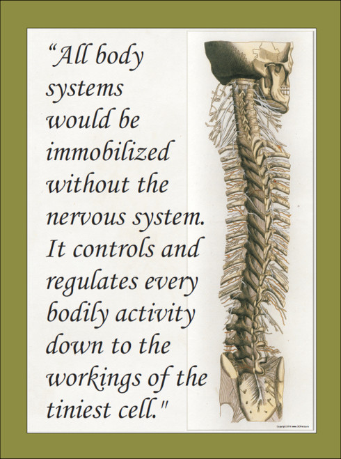 Nervous System Chart