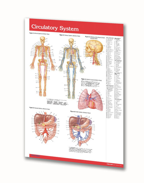 Vascular Anatomy Chart