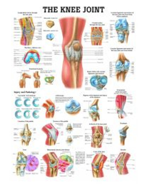 The Knee Joint Poster The Knee Joint Poster