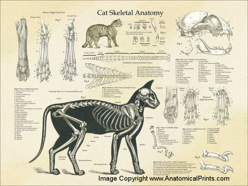 Cat Skeleton Poster Cat Skeleton Poster