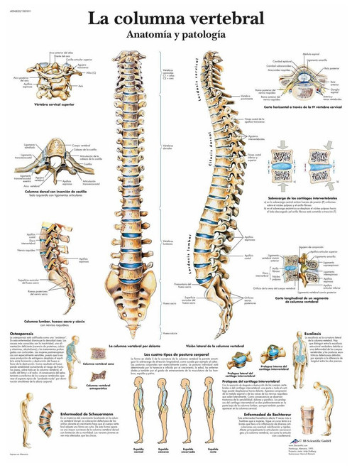 Vertebral Column poster in Spanish Vertebral Column poster in Spanish