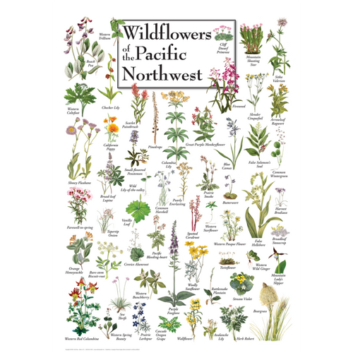 Wildflowers of the Pacific Northwest