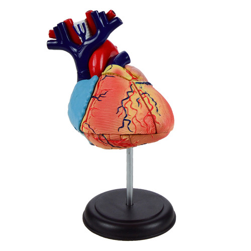Heart Model Heart Model