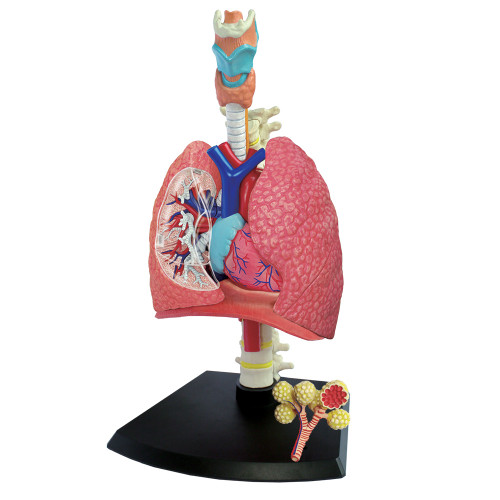 Respiratory Model
