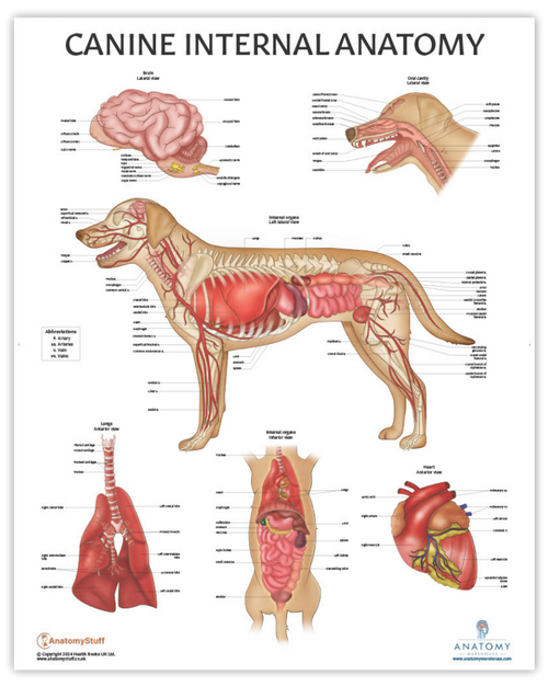 Dog Internal Anatomy Chart Dog Internal Anatomy Chart