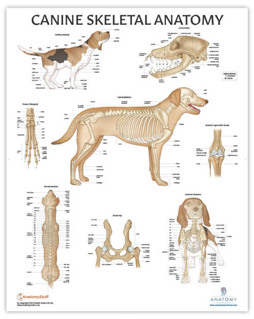Dog Skeletal Anatomy Chart Dog Skeletal Anatomy Chart
