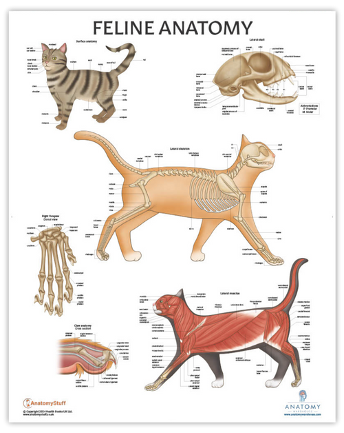 Cat Anatomy Chart Cat Anatomy Chart
