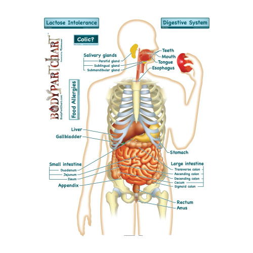 Digestive Anatomy Poster