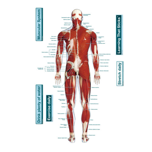 Muscular System Sticky Wall Chart- Posterior Muscular System Sticky Wall Chart- Posterior