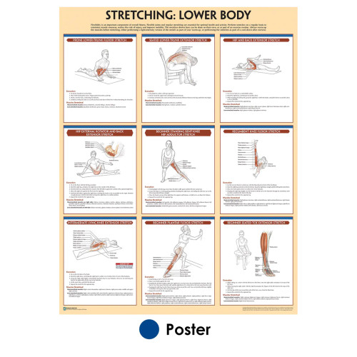 Lower Body Stretching Poster Lower Body Stretching Poster