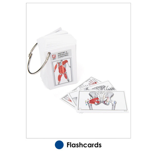 Anatomy Flash Cards