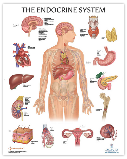 Endocrine Poster Endocrine Poster