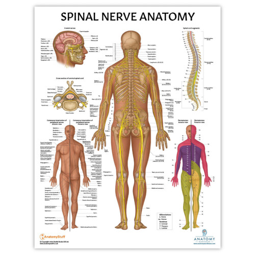 Spinal Nerve poster Spinal Nerve poster
