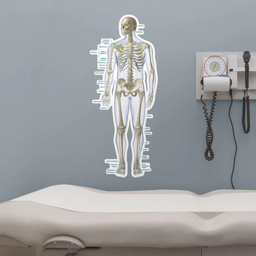 Anterior Skeletal Poster