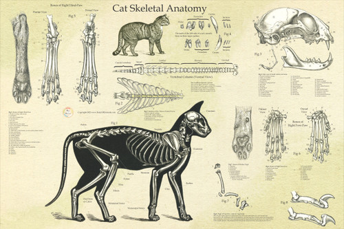 Cat Anatomy Skeletal Poster