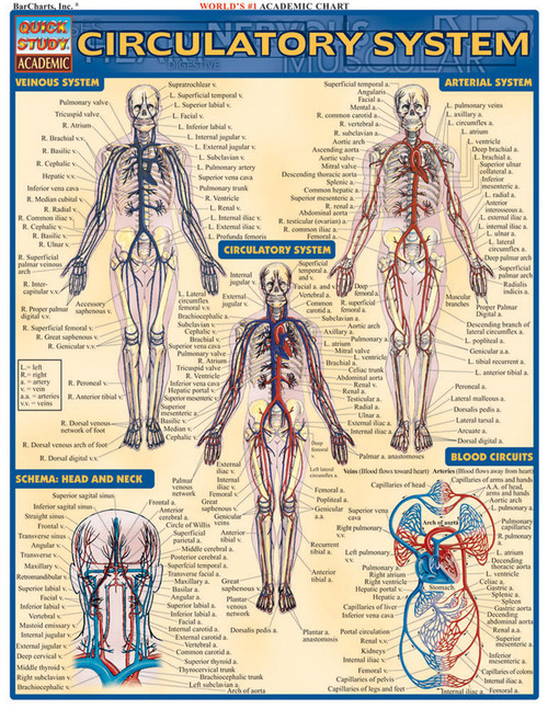 Circulatory System Poster