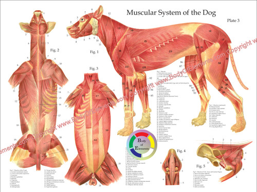 Dog Muscle Poster