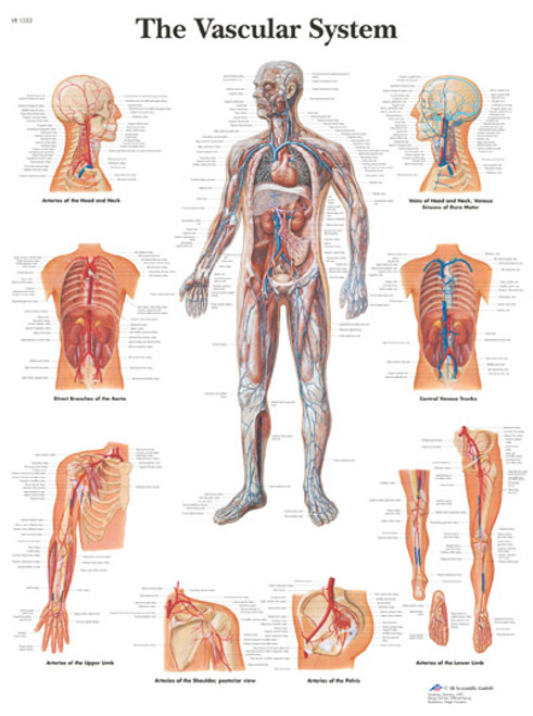 Vascular System Anatomical Poster Vascular System Anatomical Poster